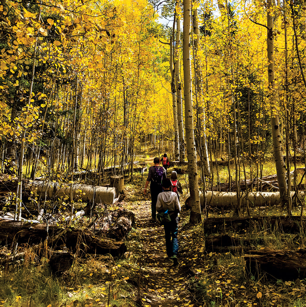 A group of four hikers walks away on a leaf-strewn path through a dense aspen forest with vibrant yellow fall foliage, flanked by fallen logs.