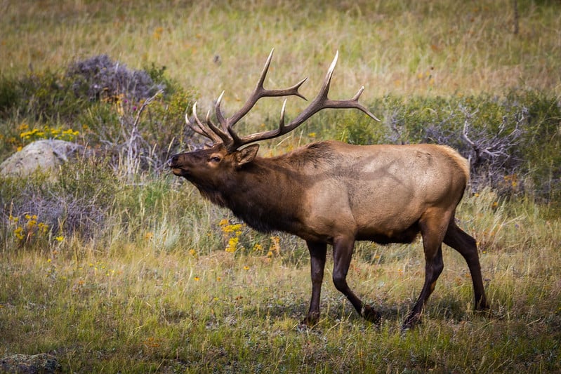 A large bull elk with impressive antlers strides right, head raised with mouth slightly open, through a grassy field with yellow wildflowers and brush.