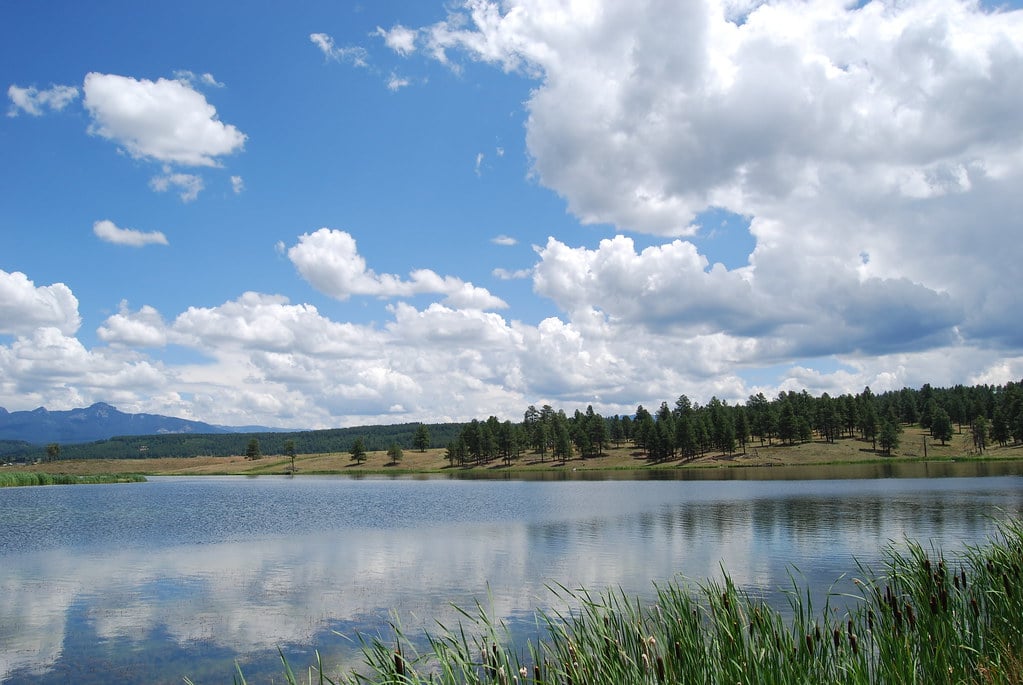 A calm lake reflects a partly cloudy blue sky. Green reeds line the foreground, while a tree-lined shore and distant mountains frame the water.
