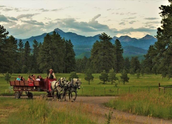 Buckaroos Horse-drawn Carriage