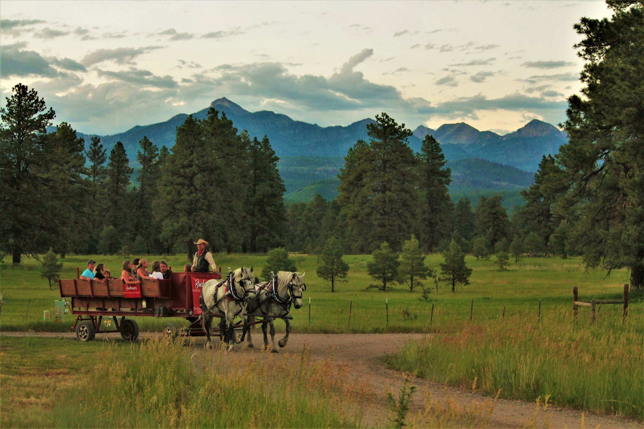 Buckaroos Horse-drawn Carriage