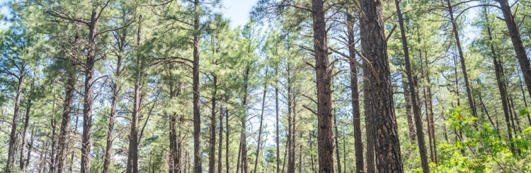 Three women walk on a dirt path through a dense pine forest, bathed in sunlight from a clear sky.