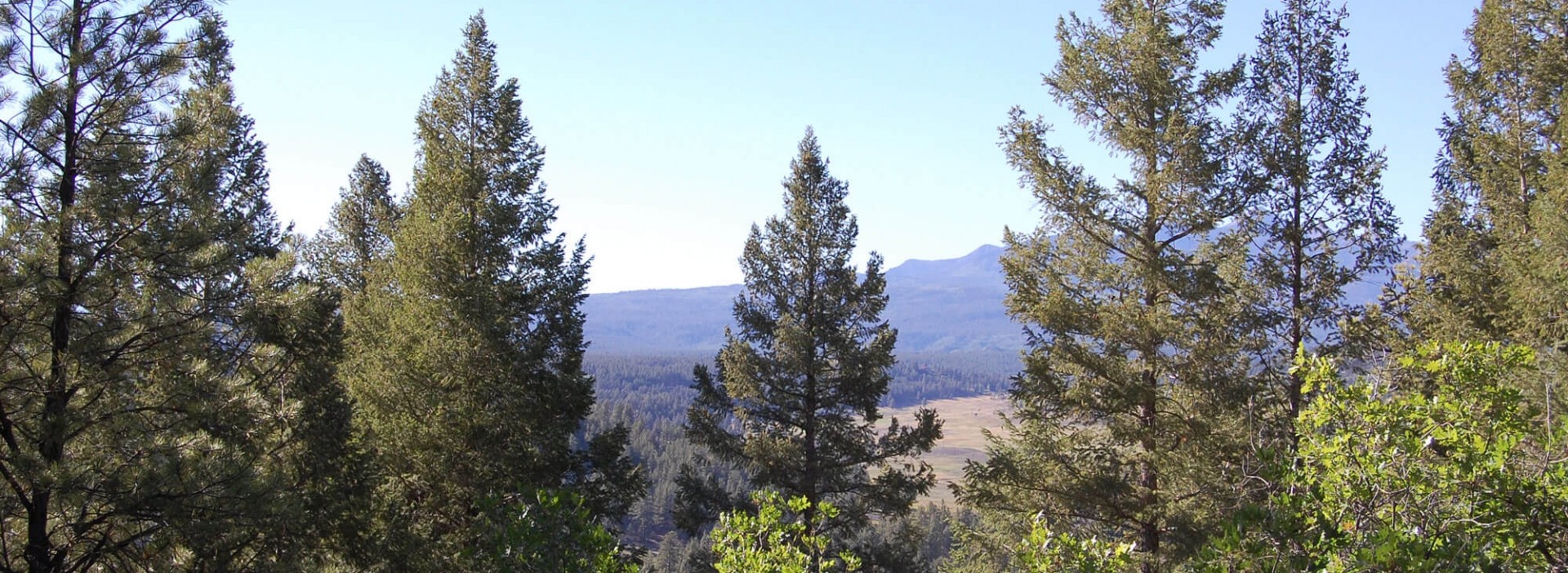 Forest Bathing at The Springs Resort