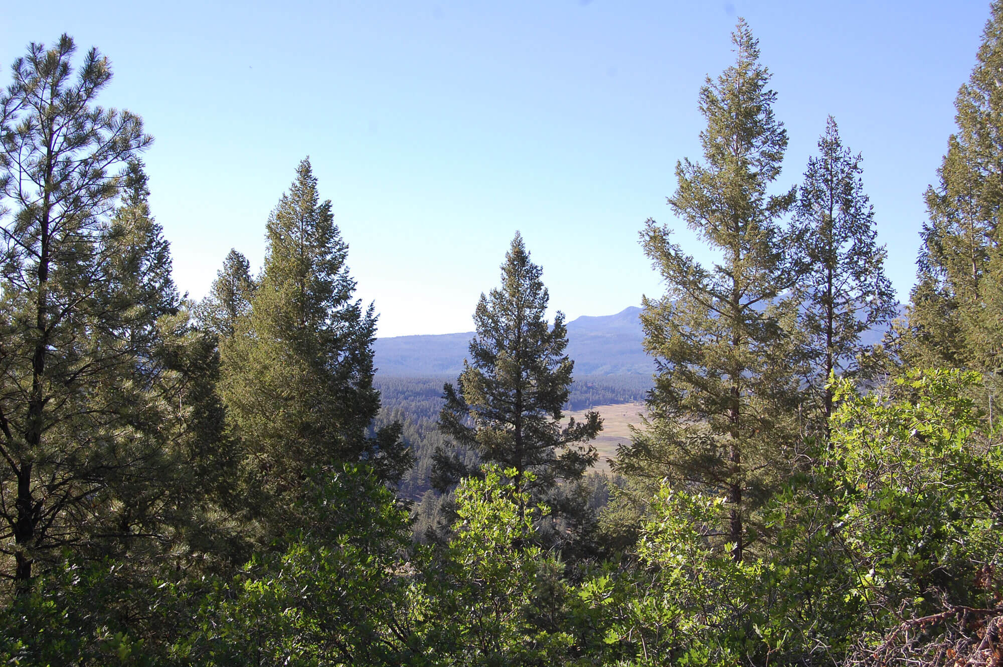 Tall green conifer trees frame a distant forested valley and mountain range under a clear blue sky.