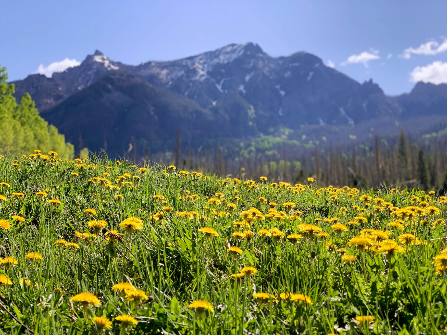 Yellow dandelions cover a vibrant green field, with a dark, rugged mountain range partially dusted with snow in the background under a clear blue sky.
