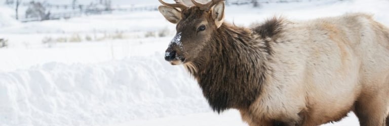 A bull elk with large antlers stands, facing left, with snow on its muzzle, in a vast, snow-covered winter landscape with a road and distant trees.