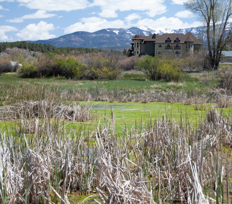 Pale reeds stand in a green, algae-covered marsh, with a large building nestled amidst distant trees and snow-capped mountains under a cloudy sky.