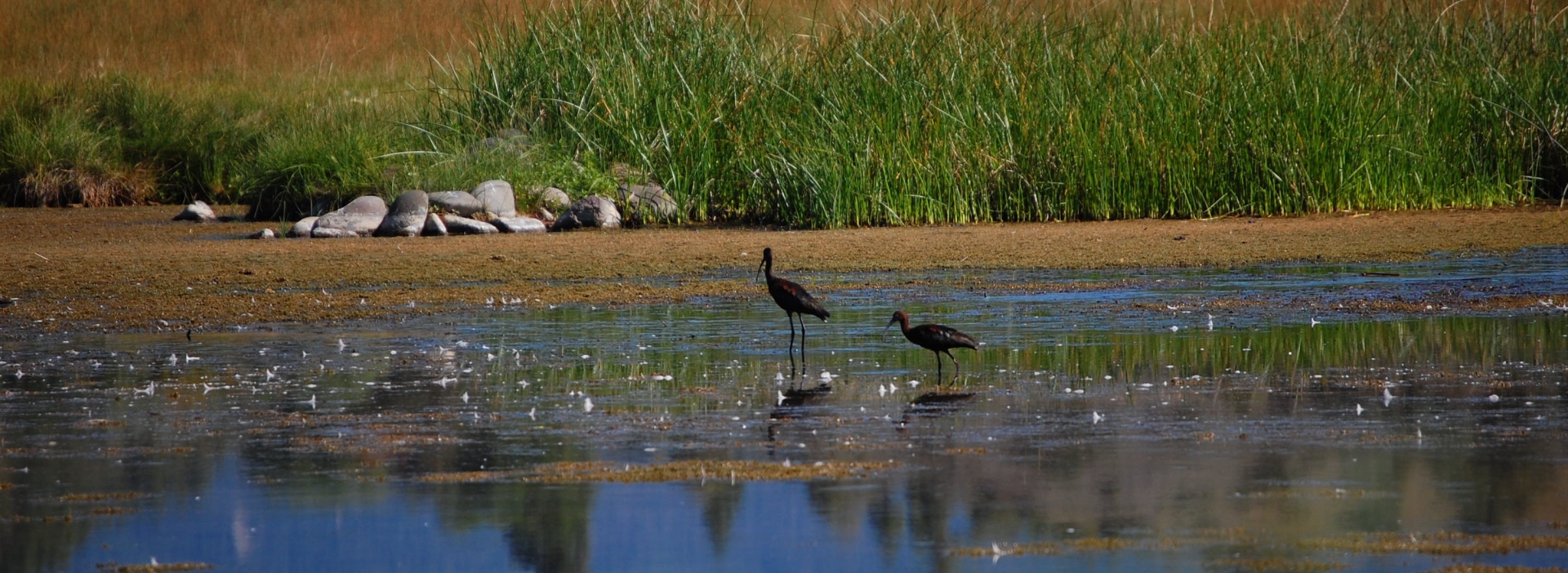 Wetlands of Pagosa Springs