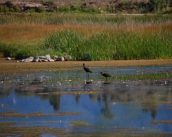 Guided Geothermal Wetland Tour