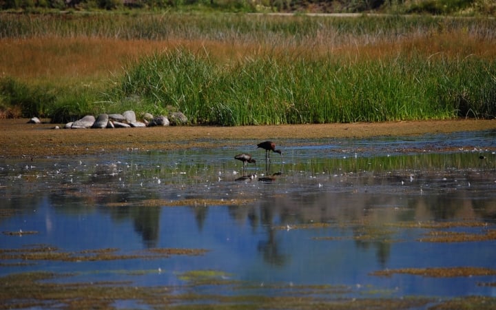 Two dark birds stand in shallow water, one probing with its long curved beak. Green reeds and dry grass line the far bank, with rocks on the near shore.