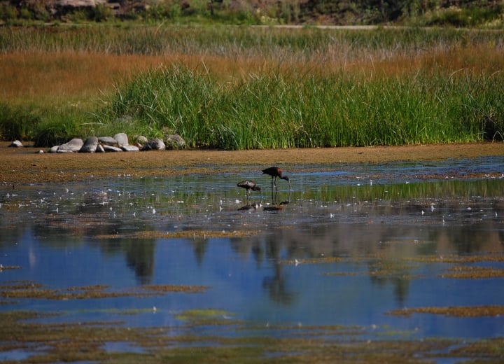 Two dark birds stand in shallow water, one probing with its long curved beak. Green reeds and dry grass line the far bank, with rocks on the near shore.