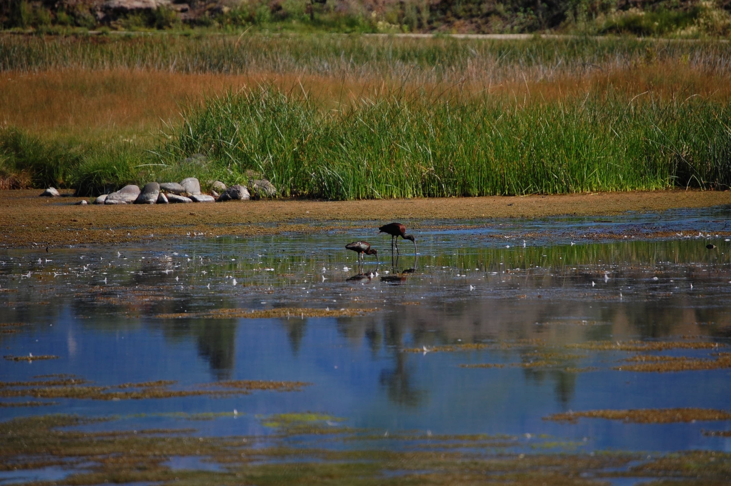 Two dark birds stand in shallow water, one probing with its long curved beak. Green reeds and dry grass line the far bank, with rocks on the near shore.