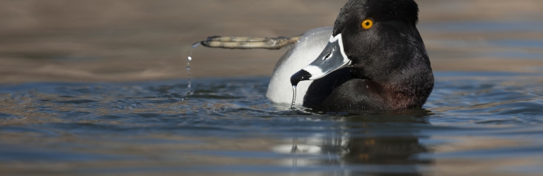 A male Ring-necked Duck floats on calm water. Its right foot extends back, dripping water, while its black and white beak also drips. The background is a blurry brown.