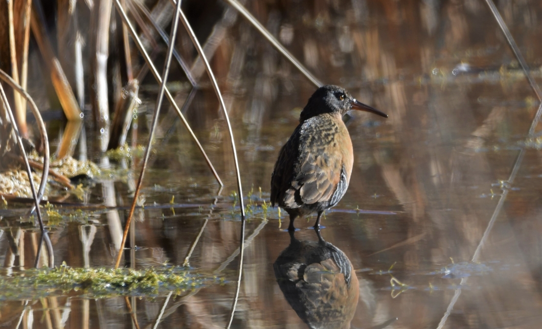 Virginia Rail along Riverwalk - Barry Knott