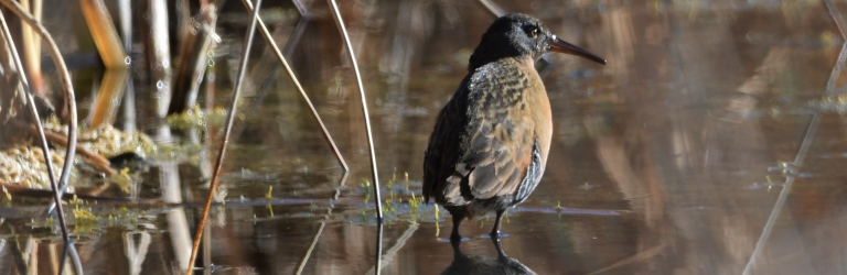 Virginia Rail along Riverwalk - Barry Knott