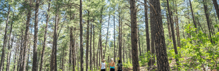 Three women walk along a dirt path through a dense pine forest with tall trees reaching up to a bright sky overhead.