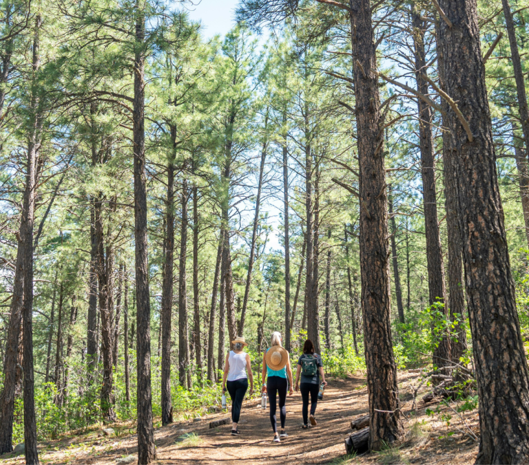 Three women walk along a dirt path through a dense pine forest with tall trees reaching up to a bright sky overhead.