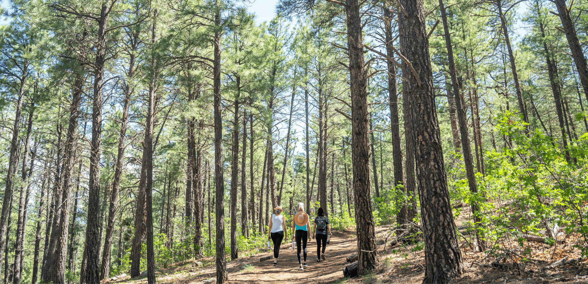 Three women walk along a dirt path through a dense pine forest with tall trees reaching up to a bright sky overhead.